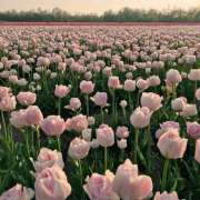 ヒメ日記 2025/05/03 01:14 投稿 ゆら【trip】 アロマエステ アイウィッシュ