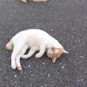 ヒメ日記 2026/02/20 22:29 投稿 まお AVANCE福岡