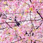 ヒメ日記 2025/04/05 11:38 投稿 越智奈々子 五十路マダム静岡店（カサブランカG）