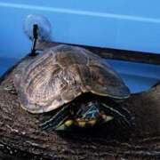 ヒメ日記 2025/05/22 00:56 投稿 なつみ 大奥