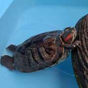 ヒメ日記 2025/05/25 02:50 投稿 なつみ 大奥