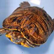 ヒメ日記 2025/07/07 22:21 投稿 なつみ 大奥