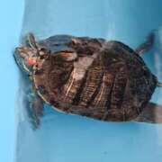 ヒメ日記 2025/08/19 07:07 投稿 なつみ 大奥