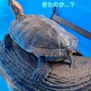 ヒメ日記 2025/11/07 23:29 投稿 なつみ 大奥