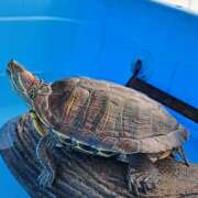 なつみ 姫🐢ただいま♡愛してるよーん♡ 大奥