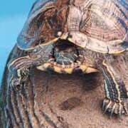 なつみ 人はみな、這いつくばって生きるのだ。 大奥