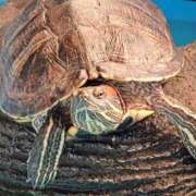 ヒメ日記 2026/04/25 04:10 投稿 なつみ 大奥