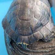 なつみ 姫🐢だより。 大奥