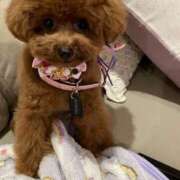 ヒメ日記 2025/11/21 04:15 投稿 めぐ 熟女の風俗最終章 本厚木店