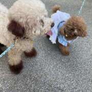 ヒメ日記 2026/01/26 07:45 投稿 めぐ 熟女の風俗最終章 本厚木店