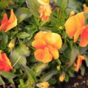 ヒメ日記 2025/03/21 15:05 投稿 メイサ アロマリラックスリゾート 甲府店