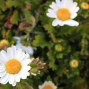 ヒメ日記 2025/04/12 16:09 投稿 メイサ アロマリラックスリゾート 甲府店