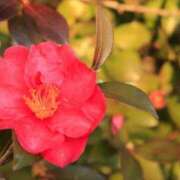 メイサ 夜も深まり🐑 アロマリラックスリゾート 甲府店