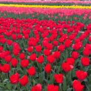 さな まとめての日記💌 エンジェルハンズ