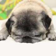 ヒメ日記 2024/12/12 20:19 投稿 せんか コスプレ痴漢電車