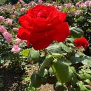 ヒメ日記 2025/05/10 23:10 投稿 ゆい スイカ