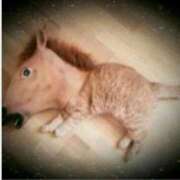 ヒメ日記 2025/12/21 22:05 投稿 本上 横浜おかあさん