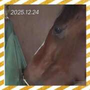 ヒメ日記 2025/12/25 11:35 投稿 本上 横浜おかあさん