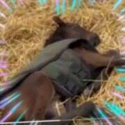 ヒメ日記 2026/01/12 11:35 投稿 本上 横浜おかあさん