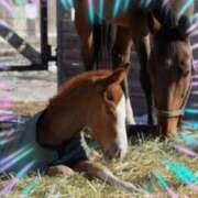 ヒメ日記 2026/02/17 22:25 投稿 本上 横浜おかあさん