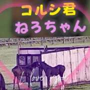 ヒメ日記 2026/03/03 20:55 投稿 本上 横浜おかあさん