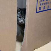 ヒメ日記 2025/04/01 08:26 投稿 乾風 のりか ベビーフェイスS ファーストクラス ルビー