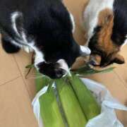 ヒメ日記 2025/06/21 14:23 投稿 乾風 のりか ベビーフェイスS ファーストクラス ルビー