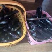 ヒメ日記 2025/07/27 10:04 投稿 花園ゆめ 五十路マダム富山店(カサブランカグループ)