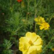 ヒメ日記 2025/10/02 16:42 投稿 天羽　柚子-YUZU- Casual Rich 5（カジュアルリッチファイブ）