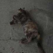 ヒメ日記 2025/10/19 01:30 投稿 天羽　柚子-YUZU- Casual Rich 5（カジュアルリッチファイブ）