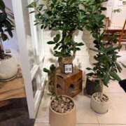 ヒメ日記 2025/11/26 16:27 投稿 天羽　柚子-YUZU- Casual Rich 5（カジュアルリッチファイブ）