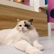 ヒメ日記 2025/12/16 11:27 投稿 天羽　柚子-YUZU- Casual Rich 5（カジュアルリッチファイブ）