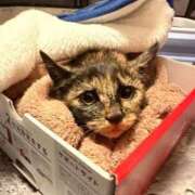 ヒメ日記 2025/12/20 23:04 投稿 天羽　柚子-YUZU- Casual Rich 5（カジュアルリッチファイブ）