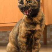 ヒメ日記 2026/02/05 10:14 投稿 天羽　柚子-YUZU- Casual Rich 5（カジュアルリッチファイブ）