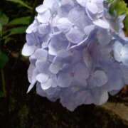 ヒメ日記 2025/07/03 18:28 投稿 サツキ ドMな奥さん 日本橋店