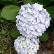 ヒメ日記 2025/07/23 20:39 投稿 サツキ ドMな奥さん 日本橋店