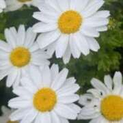 ヒメ日記 2025/03/26 09:01 投稿 わた 熟女の風俗最終章 本厚木店