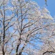 ヒメ日記 2025/04/09 08:18 投稿 わた 熟女の風俗最終章 本厚木店