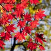 わた おはようございます(*^^*) 熟女の風俗最終章 本厚木店