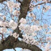 ヒメ日記 2025/03/31 15:52 投稿 めい マダム可憐