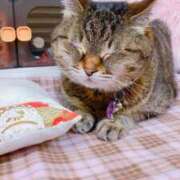 ヒメ日記 2025/04/25 01:18 投稿 めい マダム可憐