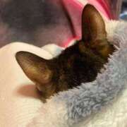 ヒメ日記 2026/03/24 00:32 投稿 めい マダム可憐