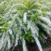 ヒメ日記 2026/04/02 10:49 投稿 かがやき 神栖レッドダイヤ