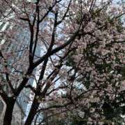 ヒメ日記 2025/03/14 11:23 投稿 たまき 五反田・品川おかあさん