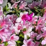 ヒメ日記 2025/04/21 22:34 投稿 つきの One More 奥様　錦糸町店