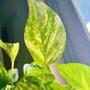 ヒメ日記 2025/07/12 09:42 投稿 つきの One More 奥様　錦糸町店