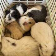 潮／うしお 近距離体験♡ 大宮人妻セレブリティ（ユメオト）