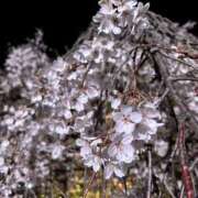 ヒメ日記 2026/04/03 00:46 投稿 ありさ 一夜妻