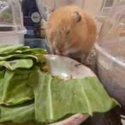 ヒメ日記 2025/06/11 22:01 投稿 ひじり ちゃんこ長野塩尻北IC店