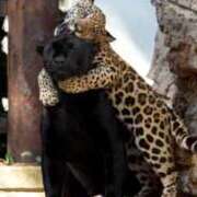 ヒメ日記 2024/12/26 19:50 投稿 りん スピードエコ天王寺店